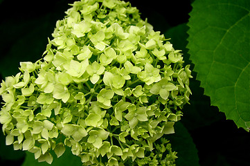 Image showing Green Plant