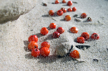 Image showing Berries on the Sand