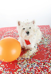 Image showing Dog party