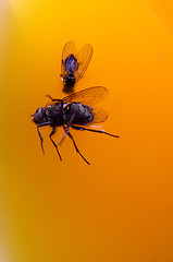 Image showing Flies