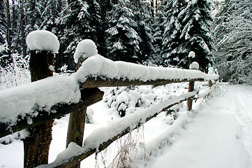 Image showing Winter in the Wood