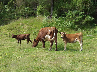 Image showing Cow and calves