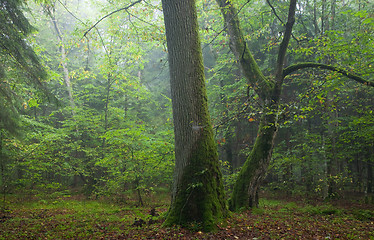 Image showing Old oak and hornbeam