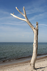 Image showing Tree at the Beach