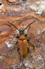 Image showing Longhorn beetle(Leptura rubra) macro