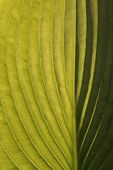 Image showing Leaf in the Sun