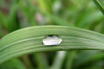 Image showing A Drop of Rain