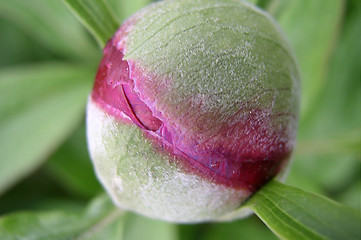 Image showing Bud of a Peony