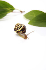 Image showing snail and leafs