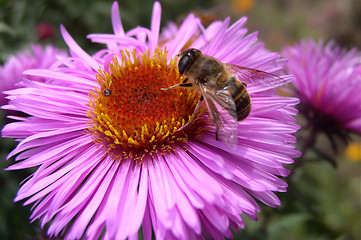 Image showing Bee on a Flower