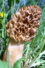 Image showing Mushroom