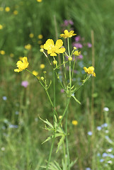 Image showing buttercup