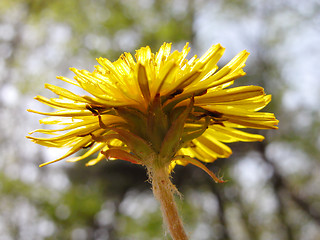 Image showing  A view under a dandelion in a forest