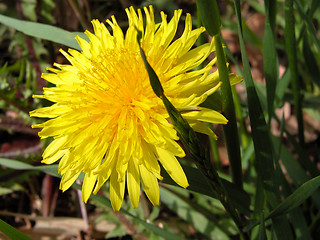 Image showing  Dandelion in a grass field-close-up