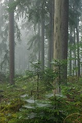 Image showing Misty late summer in coniferous stand