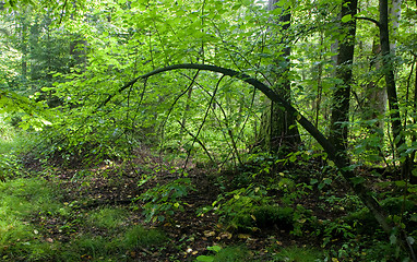 Image showing Natural deciduous stand of Bialowieza Forest