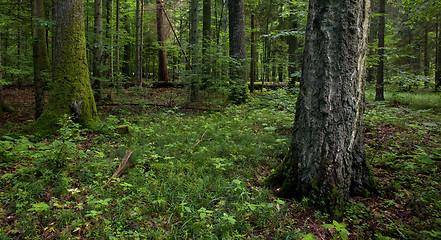 Image showing Stand of Bialowieza Forest Landscape Reserve with old birch tree in foreground