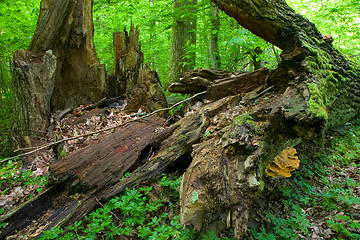 Image showing Fallen old oak laying on forest bottom