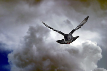 Image showing Black dove