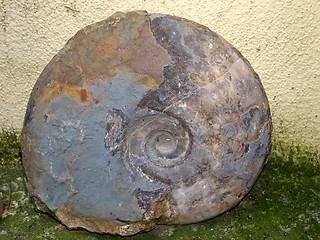 Image showing fossil
