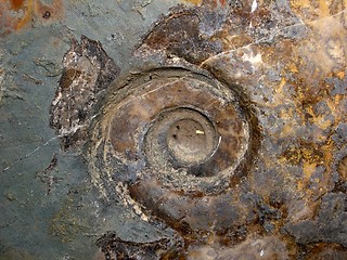 Image showing fossil