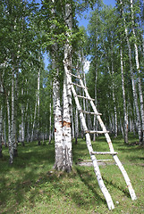 Image showing stairway in forest