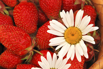 Image showing basket of the strawberries