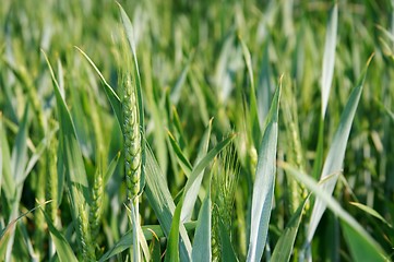 Image showing Wheat