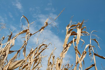 Image showing Corn