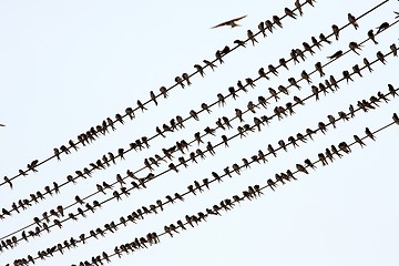 Image showing Birds