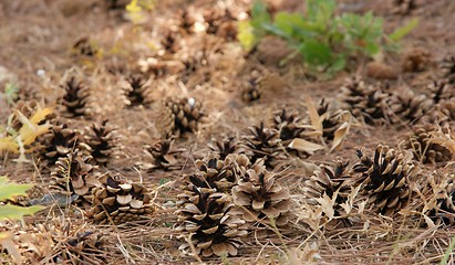 Image showing Cones