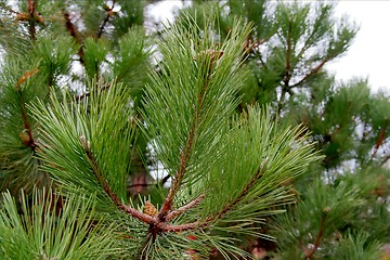 Image showing Pine