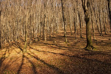 Image showing Forest