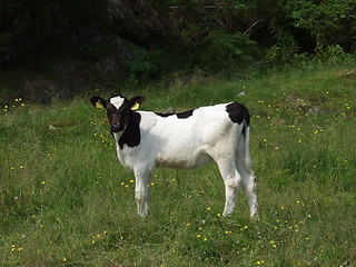 Image showing Calf