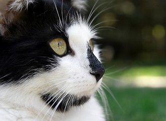 Image showing Cat