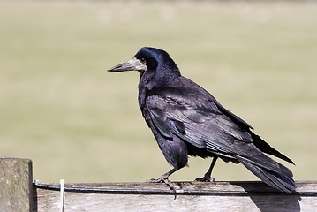 Image showing Crow