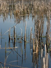 Image showing Swamp