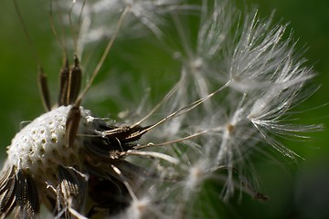 Image showing Dandelion