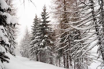 Image showing Winter