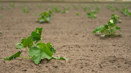 Image showing Agriculture