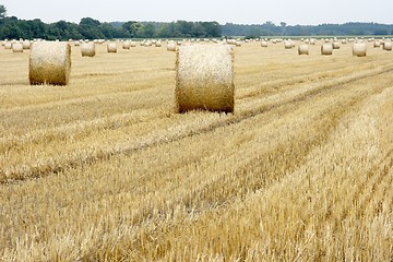 Image showing Agriculture