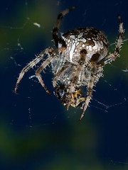 Image showing Spider