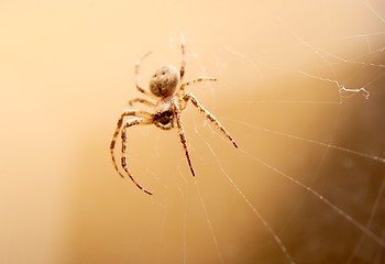 Image showing Spider