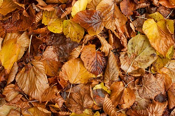 Image showing Leaves