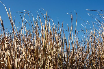 Image showing Dry Reed