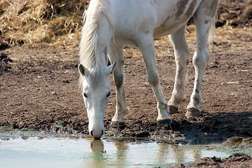 Image showing Horse