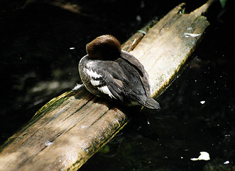 Image showing duck on wood