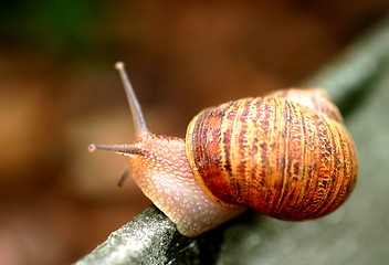 Image showing Snail