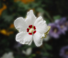 Image showing white flower