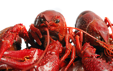 Image showing red crawfish